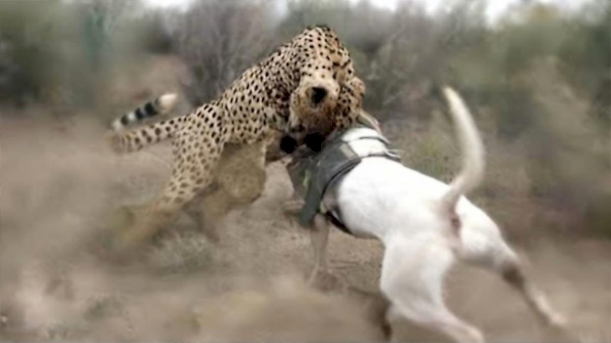 Коварный леопард стащил пса из-под носа хозяина в Индии
