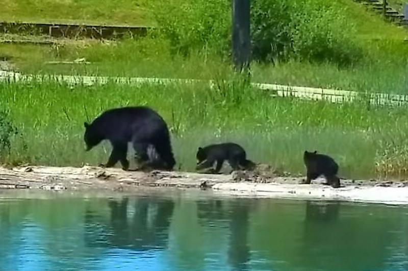Медведица спасла тонущего медвежонка в канадском озере ▶