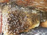 Пчелиный спасатель разобрал кирпичную стену жилища, чтобы ликвидировать «незаконный» улей (Видео) 4