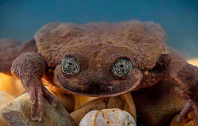 Самой одинокой лягушке на свете нашли невесту в Боливии ▶