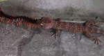 Схватка сколопендры с гекконом произошла на глазах любителя дикой природы в Тайланде (Видео)