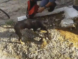 Воссоединение собаки и её щенка, упавшего в скважину, попало на видеокамеру в Бразилии