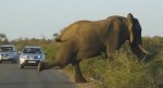 Слон занялся йогой на глазах у шокированных туристов (Видео)
