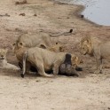 Львиный прайд пообедал буйволом на глазах шокированного фотографа. (Видео) 5