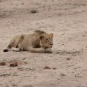 Львиный прайд пообедал буйволом на глазах шокированного фотографа. (Видео) 7