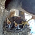 Онлайн камера, установленная над гнездом с птенцами, сняла момент охоты ястреба на беззащитных птиц. (Видео)
