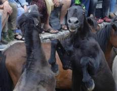 Тысячи испанцев приняли участие в массовой «объездке» диких лошадей в Галисии. (Видео) 13