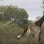 Два жирафа не поделили территорию заповедника в Южной Африке (Видео) 4