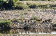 Двадцать львов, выстроившись в цепочку, утолили жажду в южноафриканском парке Крюгера. (Видео) 0