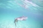 Драматичное противостояние тигровой акулы и черепахи было запечатлено на австралийском побережье (Видео)
