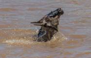 Британский турист сфотографировал, как огромный крокодил «пообедал» антилопой гну в Кении. 7