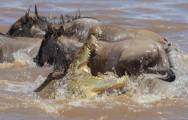 Британский турист сфотографировал, как огромный крокодил «пообедал» антилопой гну в Кении. 6