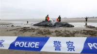Китайские пограничники спасли севшего на мель кита. (Видео) 0