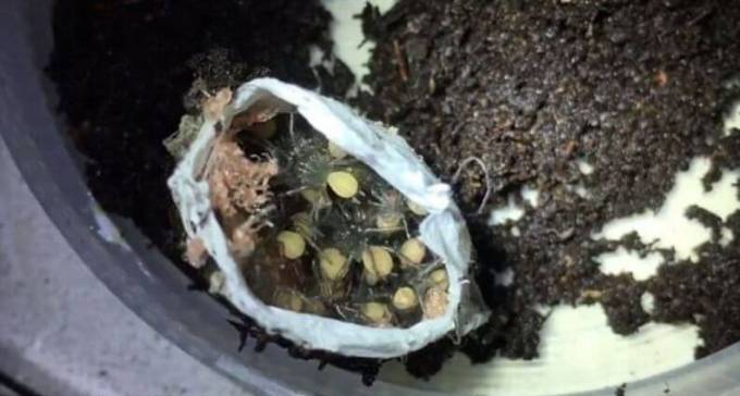 Рождение сотен пауков запечатлели в австралийском парке рептилий (Видео)