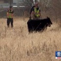 Десятки коров погибли, выпав из перевернувшегося трейлера на эстакаде в США. (Видео) 3