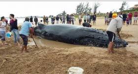 Несколько десятков человек приняли участие в спасении детёныша горбатого кита, выброшенного на берег в Бразилии (Видео) 3