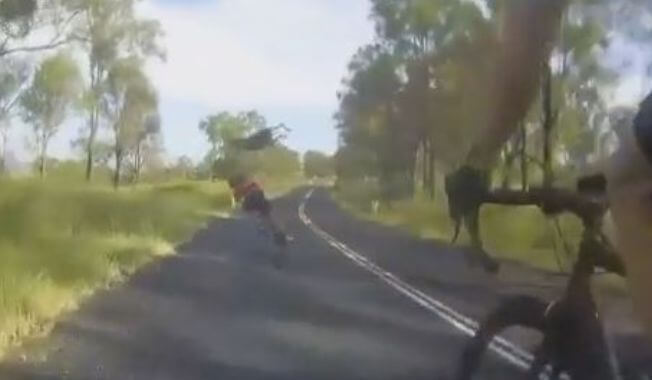 Кенгуру атаковал велосипедистку на автотрассе в Австралии. (Видео)