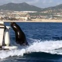 Наглый тюлень взгромоздился на лодку туристов в Мексике (Видео)