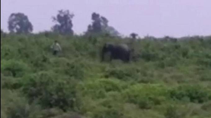 Слон растоптал индийского любителя селфи (Видео)