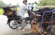 Грузовик с живым грузом на борту, привлёк внимание общества защиты животных во Вьетнаме (Видео) 5