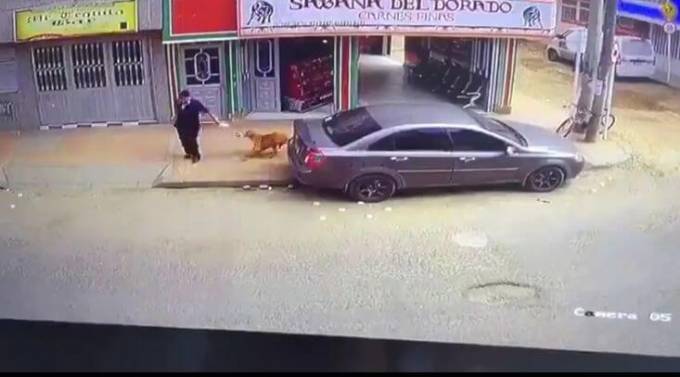 Бездомная собака обокрала пенсионерку возле магазина в Колумбии. (Видео)