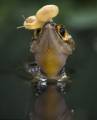 Ящерица, слушающая «крок-н-ролл» в необычных «наушниках», привлекла внимание фотографа в Индонезии 2