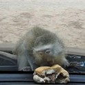 Турист поиздевался над детёнышем обезьяны в южноафриканском заповеднике (Видео)