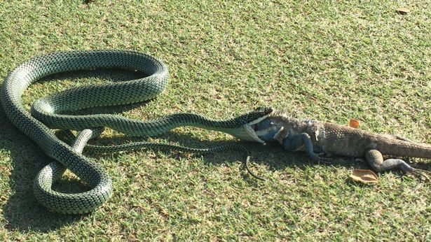 Летающая змея удивила своей прожорливостью, проглотив ящерицу в Тайланде. (Видео)