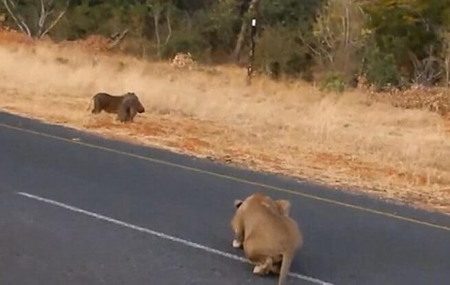 Зазевавшийся бородавочник стал добычей львов в заповеднике Кении. (Видео)