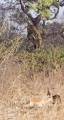 Молниеносная охота: леопард с дерева атаковал антилопу на глазах у ошеломлённого туриста (Видео) 3