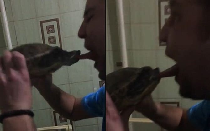 Черепаха чуть не откусила язык «любознательному» молодому человеку. (Видео)