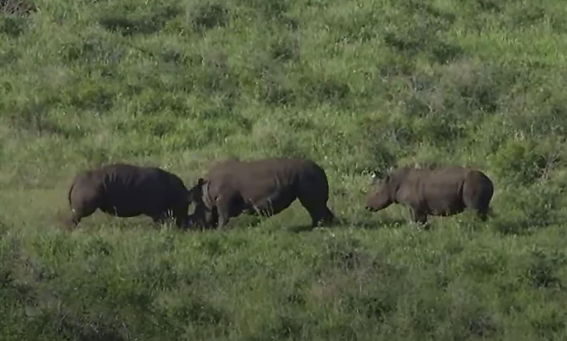 Драка носорогов, не поделивших поляну, попала на видео в ЮАР