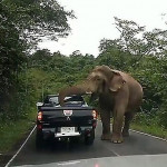 Голодный слон перекрыл движение на трассе в Таиланде и произвёл обыск в двух пикапах