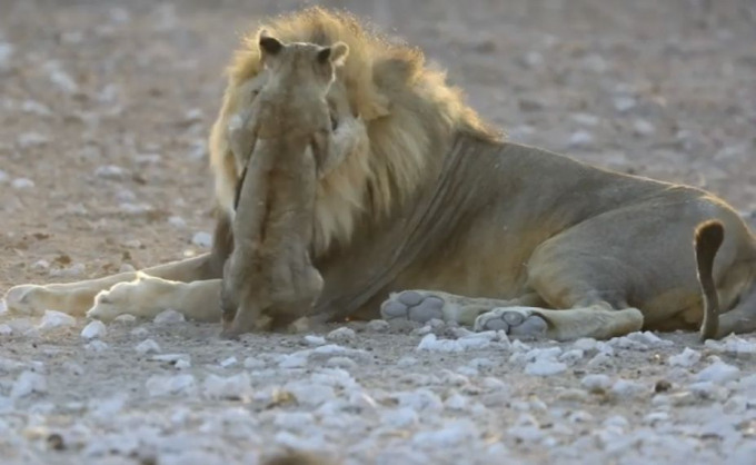Игривый львёнок проверил на прочность нервы своего отца (Видео)