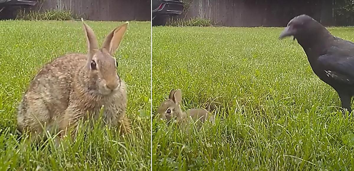 Крольчиха отбила своих детёнышей у ворон и попала на видео в США