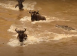 Кровожадный крокодил утащил антилопу на дно реки на глазах у туристов в Кении