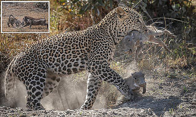Леопард утащил двух детёнышей у дикой свиньи в Кении