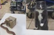 Реакция кота, первый раз увидевшего змею, поразила владелицу животного (Видео)