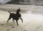 Самый счастливый пёс на свете устроил весёлый забег в фонтане