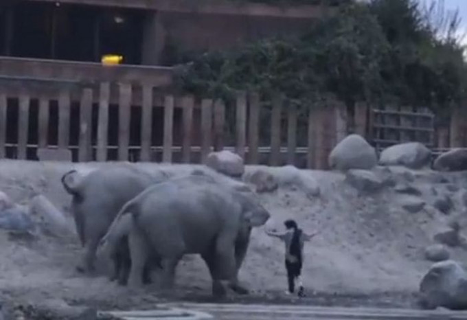 Слоны сопроводили до выхода незваного гостя, проникшего в их вольер в датском зоопарке (Видео)