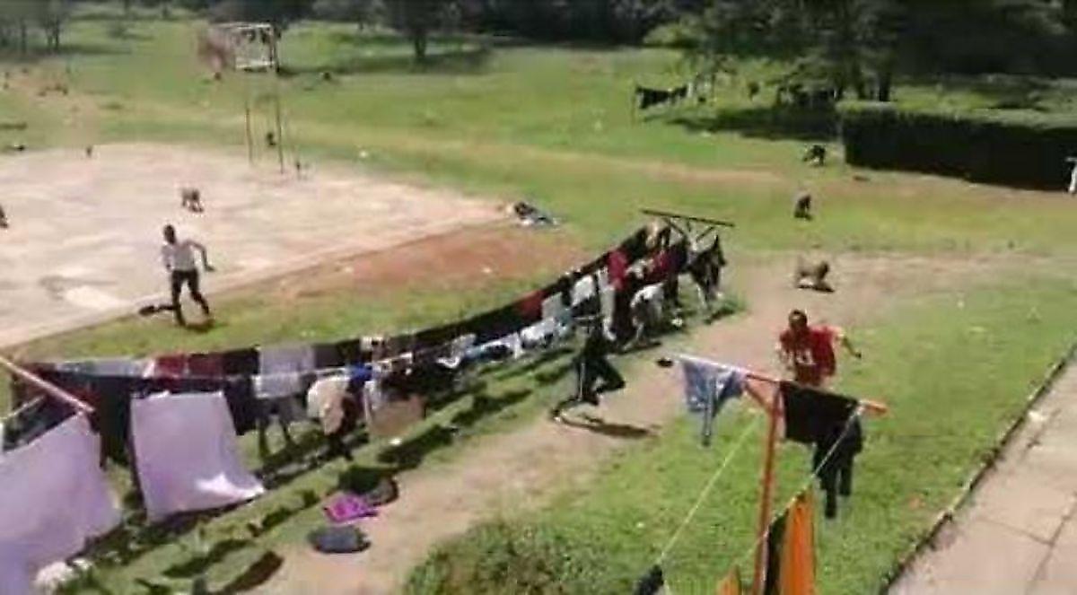 Стадо воинственных бабуинов напало на студентов, играющих в баскетбол в Кении ▶