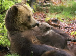 Забавная сцена преодоления холма медведицей с детёнышем попала на видео в США