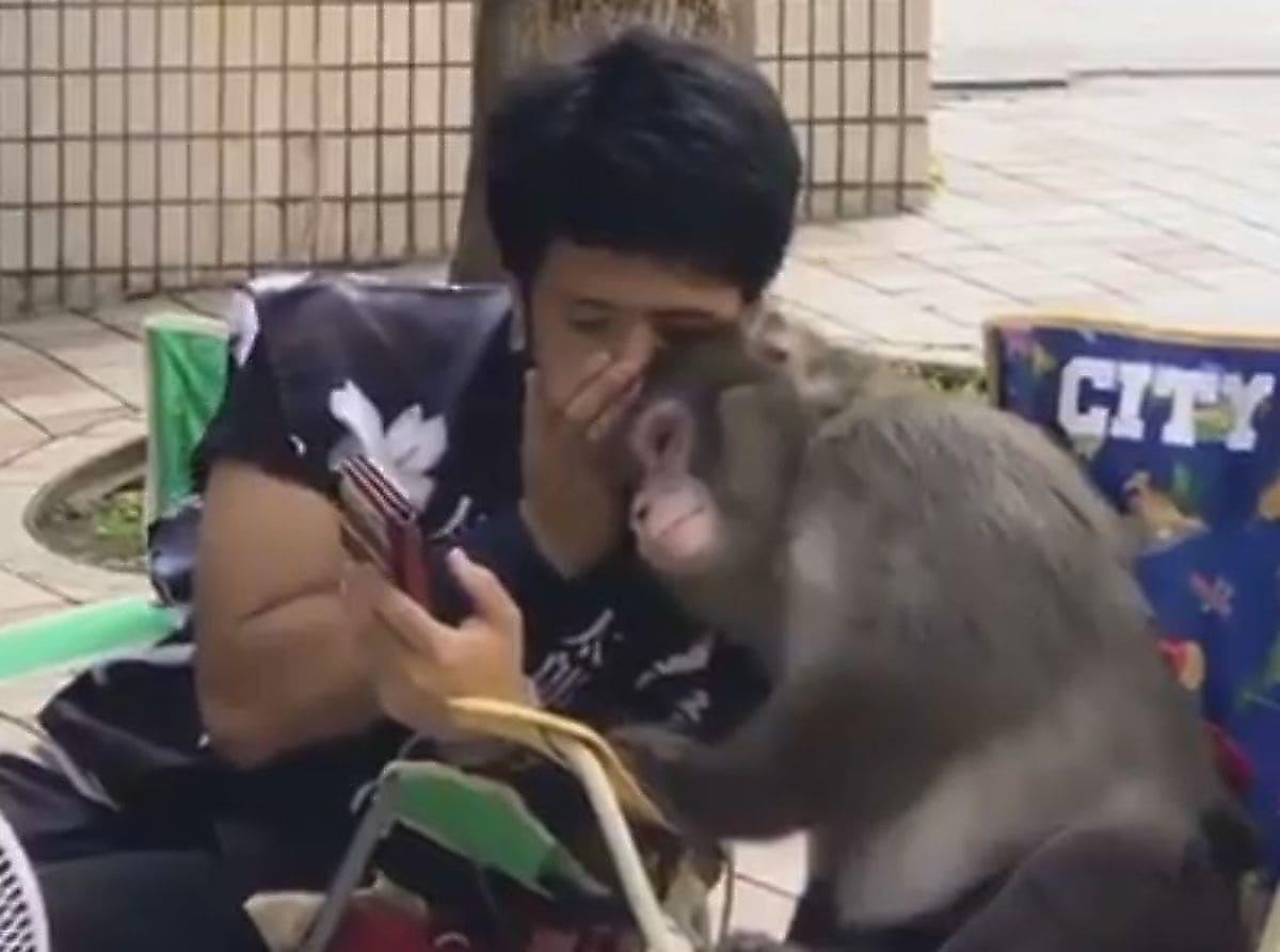 Забавное общение обезьяны с человеком было запечатлено в Таиланде