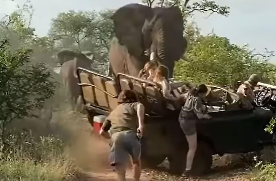 Злющий слон атаковал сафари-мобиль и заставил туристов спасаться бегством в ЮАР