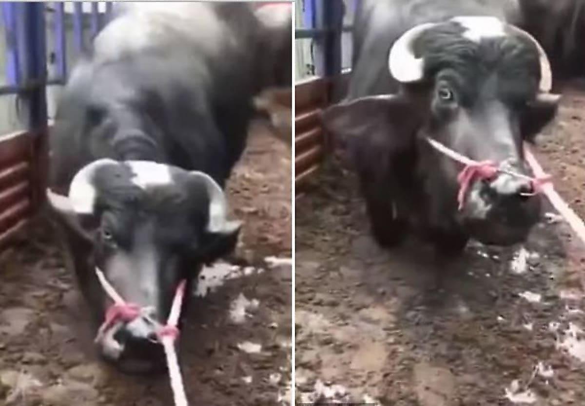 Беременная корова, прося о пощаде, встала на колени перед китайским фермером