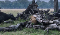 Львица, защищающая своих детёнышей от буйволов, стала звездой телеканала ВВС