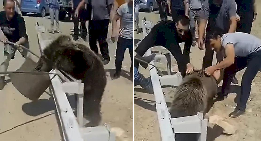 Масштабную операцию спасения застрявшего в баке медведя снял автомобилист