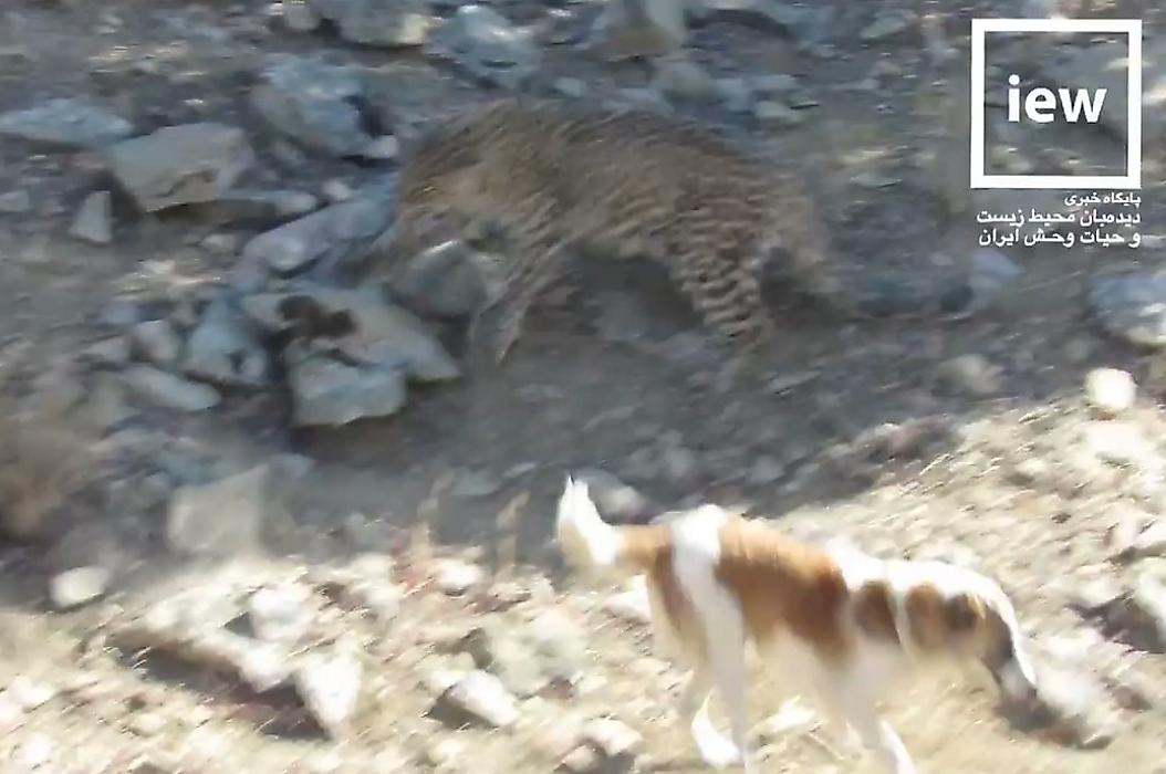 Персидский леопард, забравшись на дерево, спасся от собак в Иране - видео