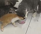 Жадный котёнок наотрез отказался делиться пищей с конкурентами ▶