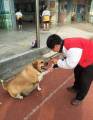 Школьникам запретили кормить разжиревшую собаку на Тайване (Видео) 3